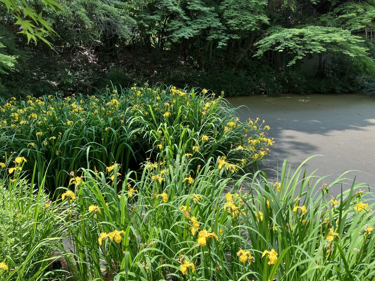 Yellow irises blooming beside the pond at Futaiji, surrounded by fresh green trees