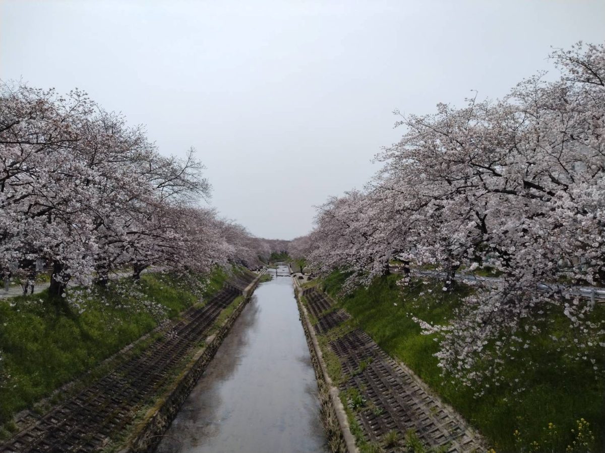 The Saho River seen from a bridge, with cherry trees in full bloom along both grassy banks and stepping blocks across the water in the distance